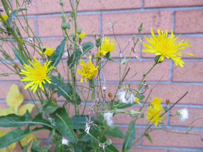 yellow flowers against a brick wall